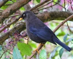 Turdus nigrescens