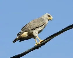 Buteo nitidus