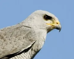 Buteo nitidus
