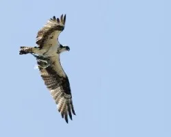 Pandion haliaetus