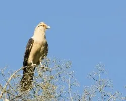 Milvago chimachima