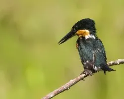 Chloroceryle aenea
