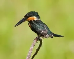 Chloroceryle aenea