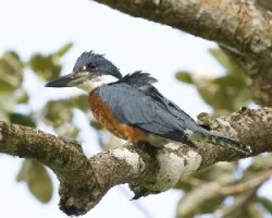 Megaceryle torquatus