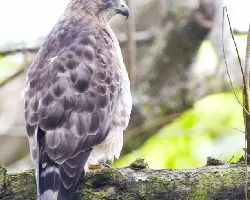 Buteo platypterus