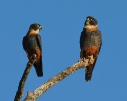 Falco rufigularis