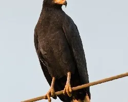 Buteogallus anthracinus