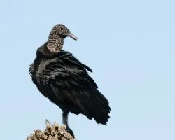 Coragyps atratus