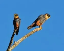 Falco rufigularis