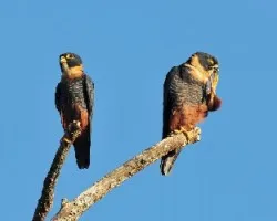 Falco rufigularis