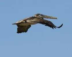 Pelecanus occidentalis