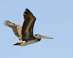 Pelecanus occidentalis