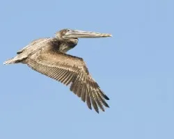 Pelecanus occidentalis
