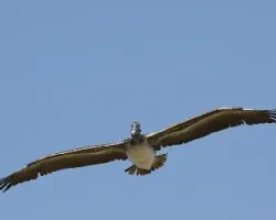 Pelecanus occidentalis