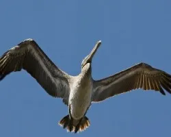 Pelecanus occidentalis