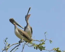 Pelecanus occidentalis