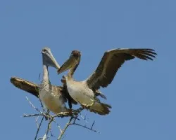 Pelecanus occidentalis