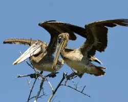 Pelecanus occidentalis