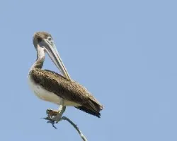 Pelecanus occidentalis