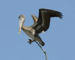 Pelecanus occidentalis