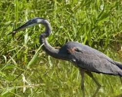 Ardea herodias