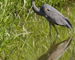 Ardea herodias