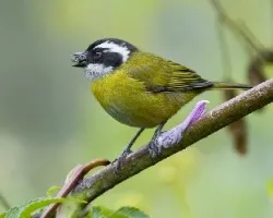 Chlorospingus pileatus