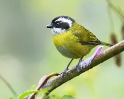 Chlorospingus pileatus