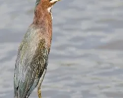 Butorides virescens