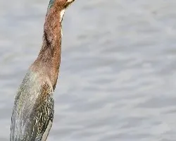 Butorides virescens
