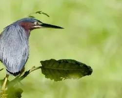 Butorides virescens