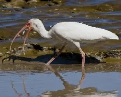 Eudocimus albus