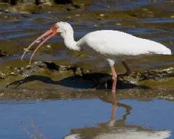 Eudocimus albus