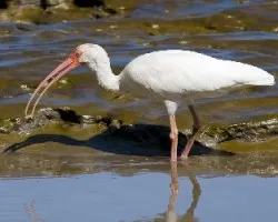 Eudocimus albus