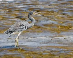 Egretta tricolor