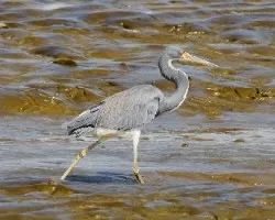 Egretta tricolor