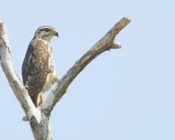 Buteo platypterus