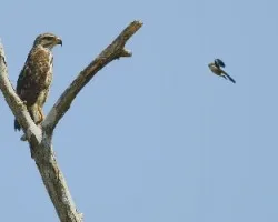 Buteo platypterus