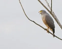 Buteo magnirostris