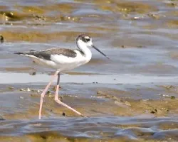 Himantopus mexicanus