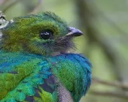 Pharomachrus mocinno