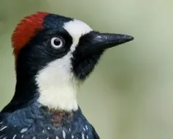 Melanerpes formicivorus