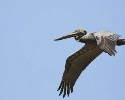 Pelecanus occidentalis