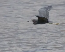 Egretta caerulea