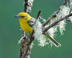 Piranga bidentata