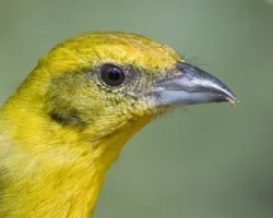 Piranga bidentata