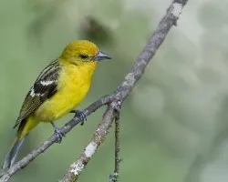 Piranga bidentata