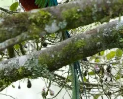 Pharomachrus mocinno