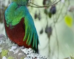 Pharomachrus mocinno