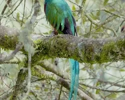 Pharomachrus mocinno